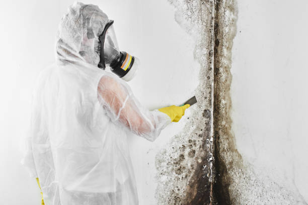 Westwego, LA Mold Removal Company
