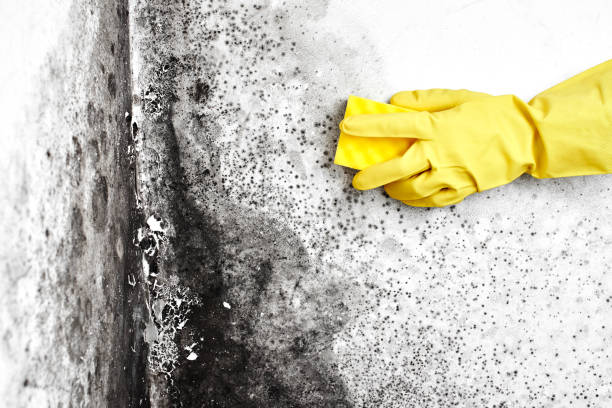 Mold Removal Process in Westwego, LA