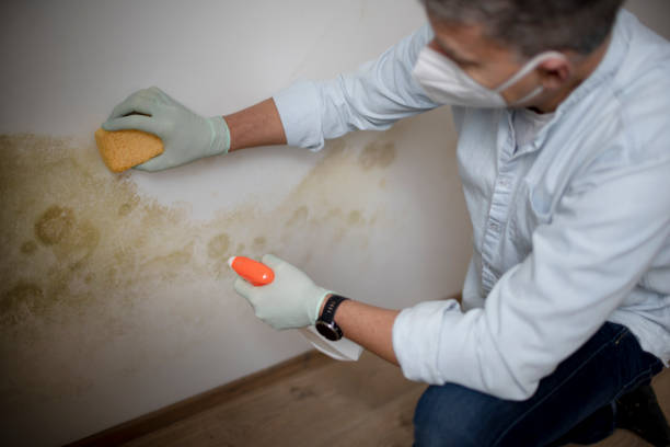 Best Mold Testing  in Westwego, LA