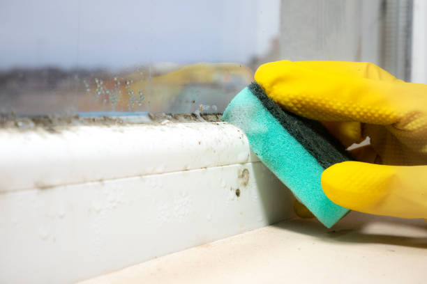 Best Black Mold Removal  in Westwego, LA