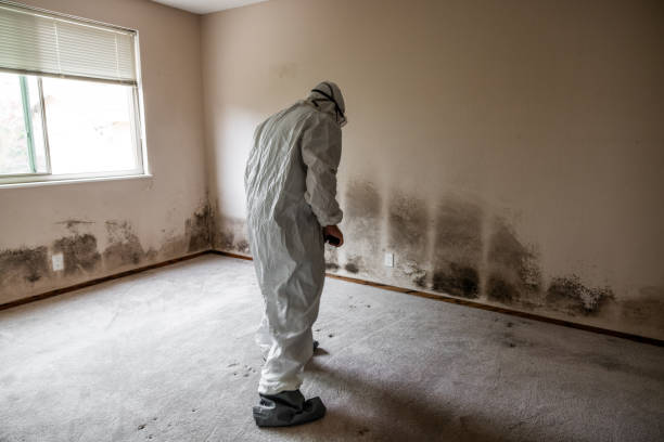 Best Residential Mold Removal  in Westwego, LA