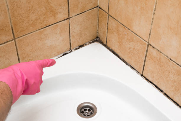 Best Professional Mold Removal  in Westwego, LA